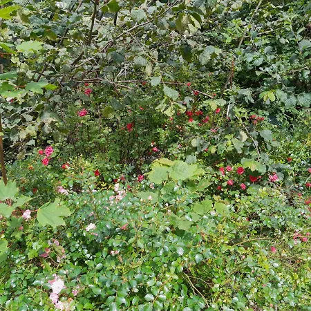 Einhornhaus Εξοχικό σπίτι Schottwien